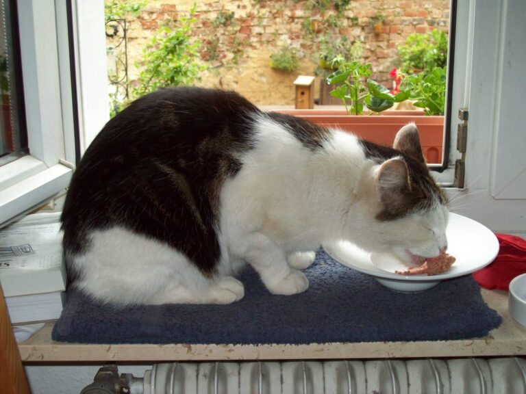 best automatic cat feeders in Canada shown with a cat eating at home