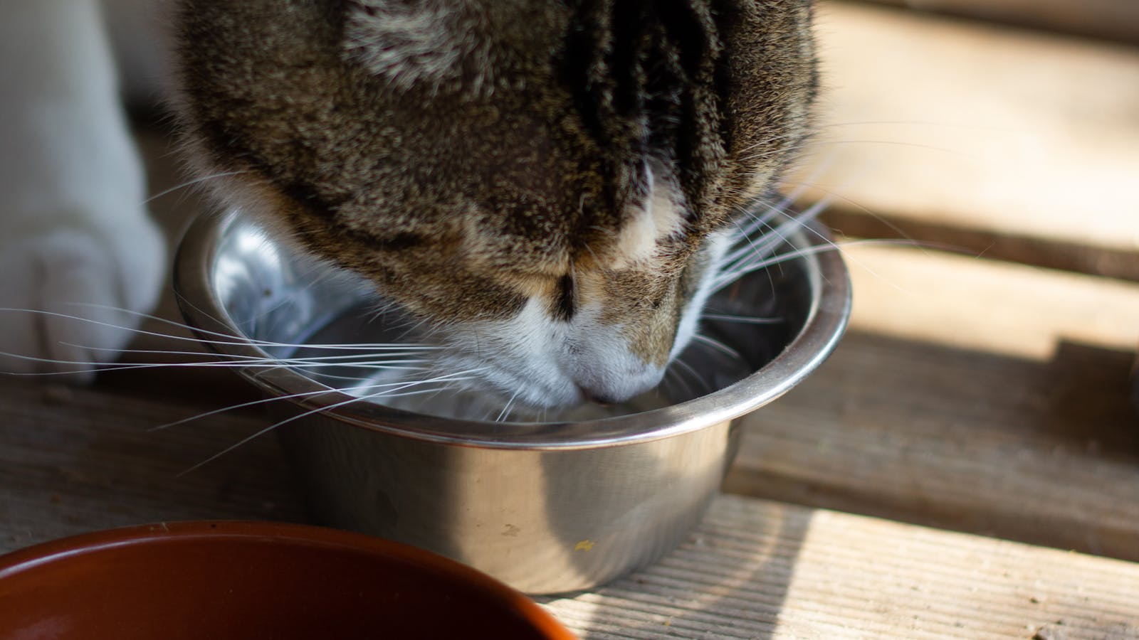 Best Cat Water Fountains in Canada: Catit PIXI Smart vs Catit Flower vs PetSafe Drinkwell Platinum