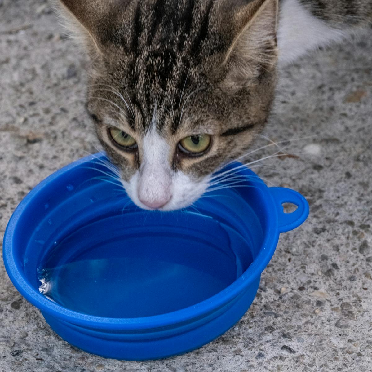 tabby cat drinking from a portable water bowl as a pet fountain buying context image