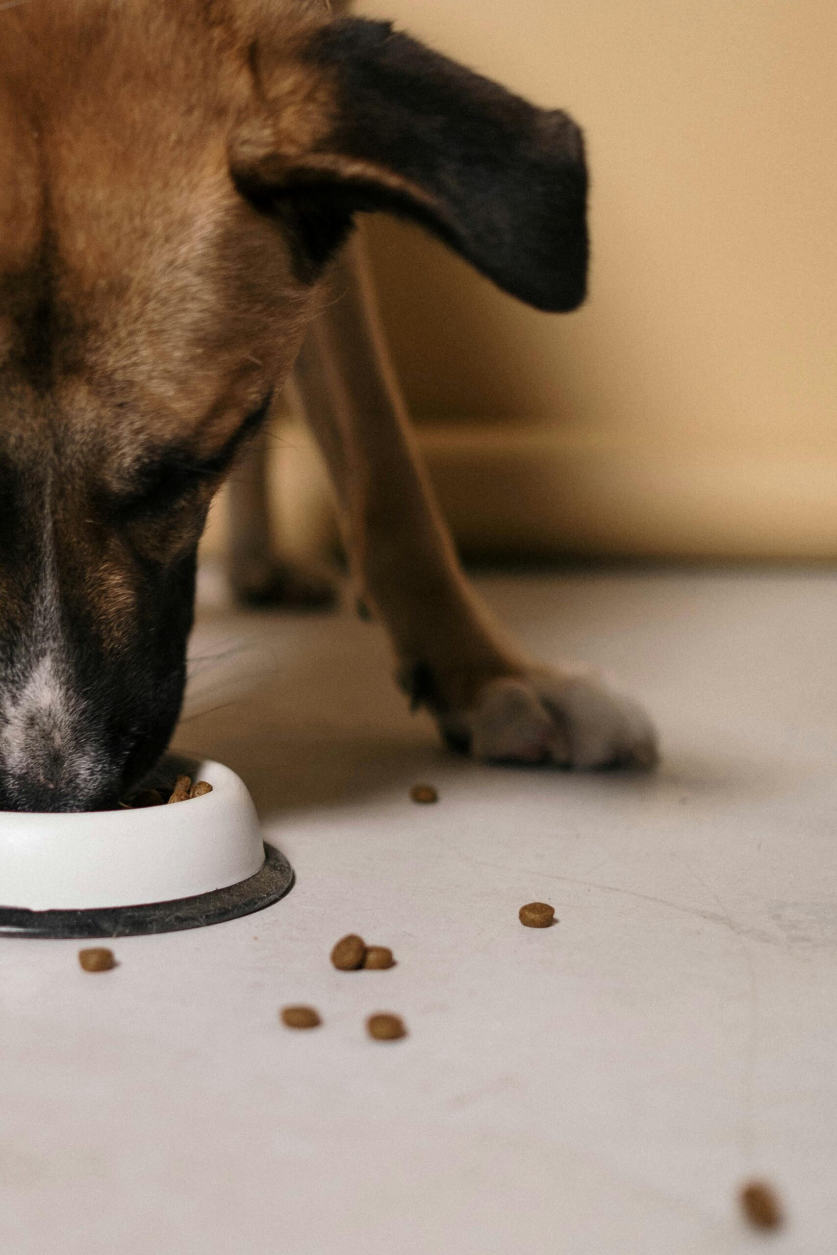 Pet feeding area for automatic feeder decision guide