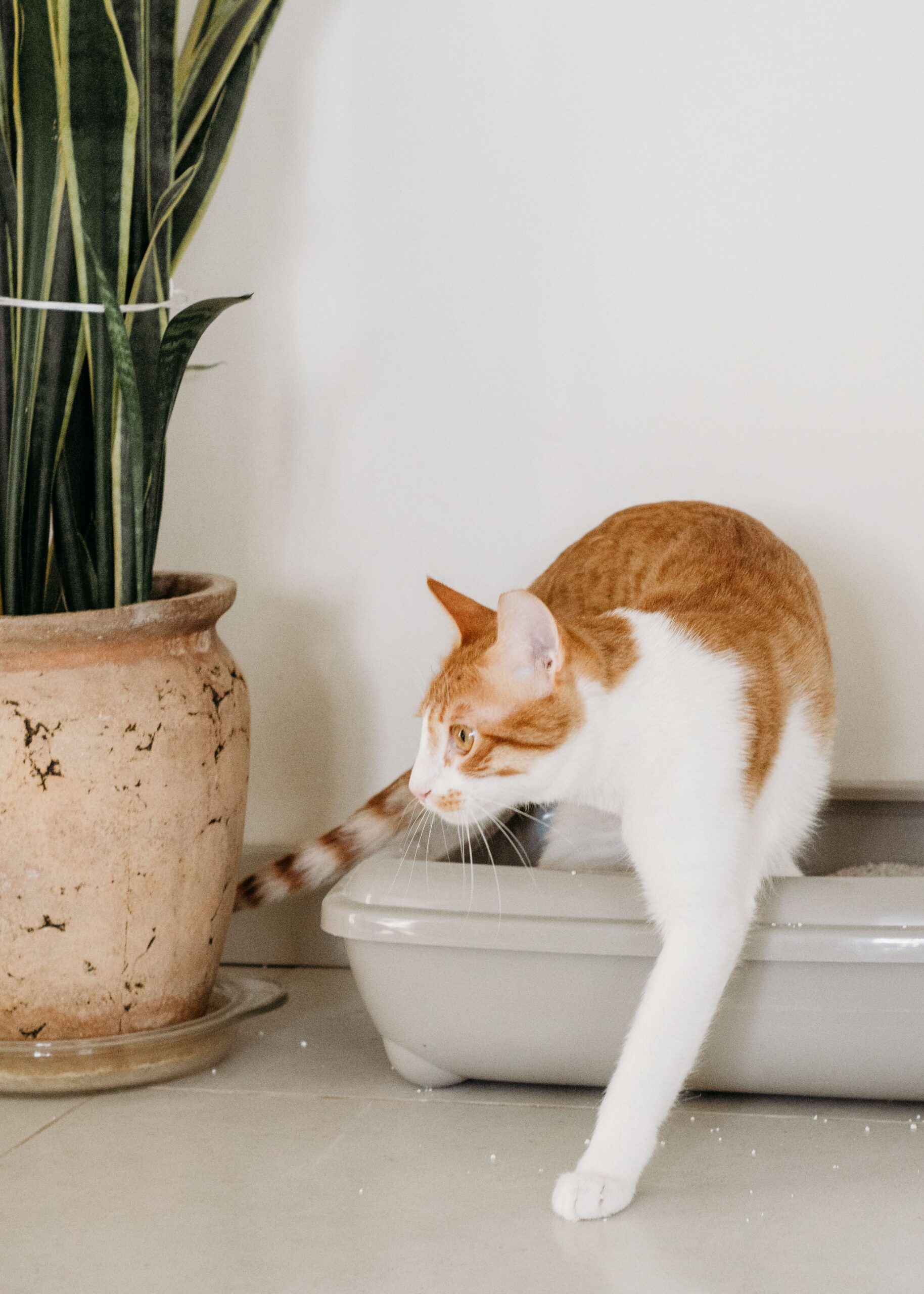 Orange and white cat stepping out of a litter box beside a houseplant