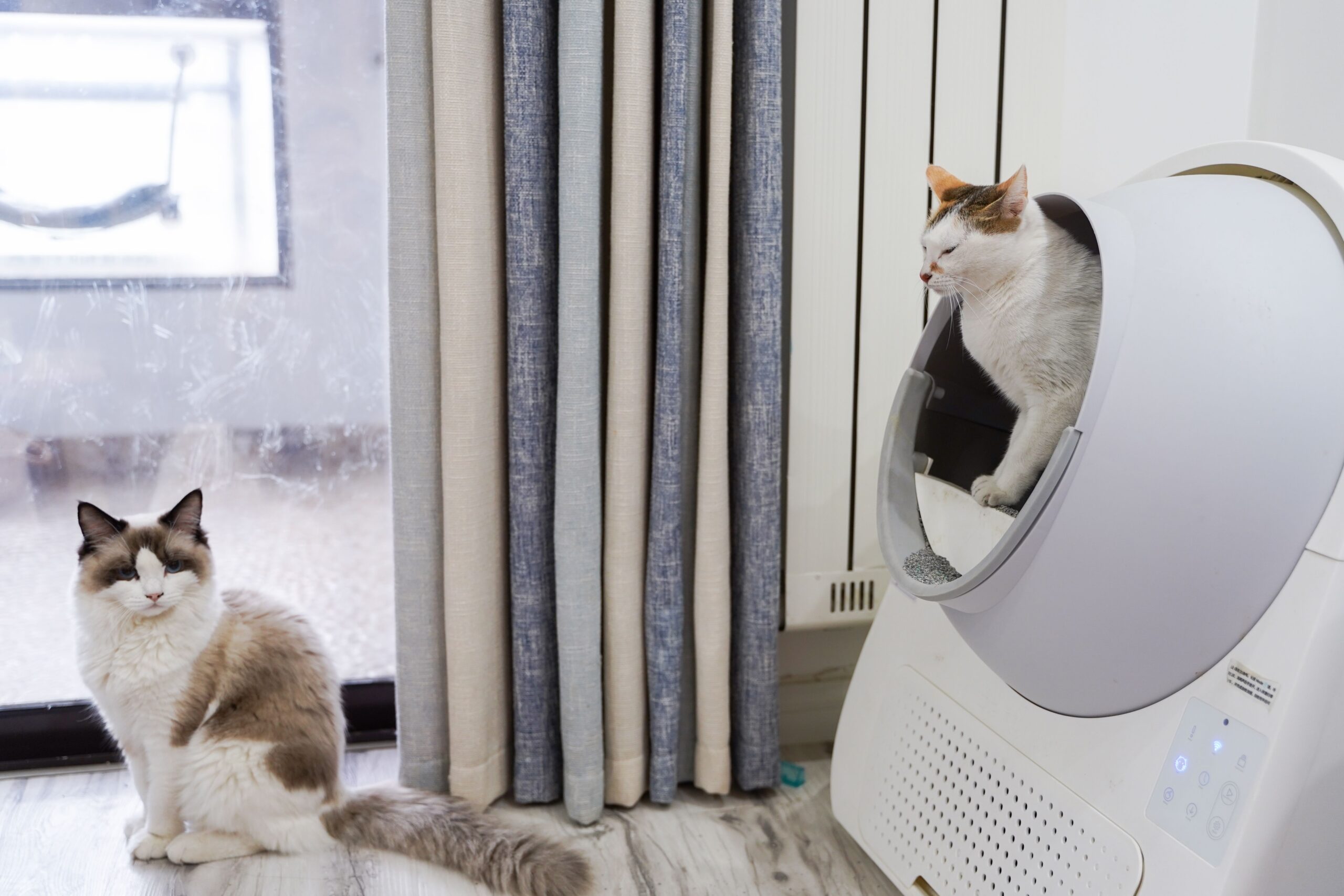 Two cats beside a litter box in a bright modern room