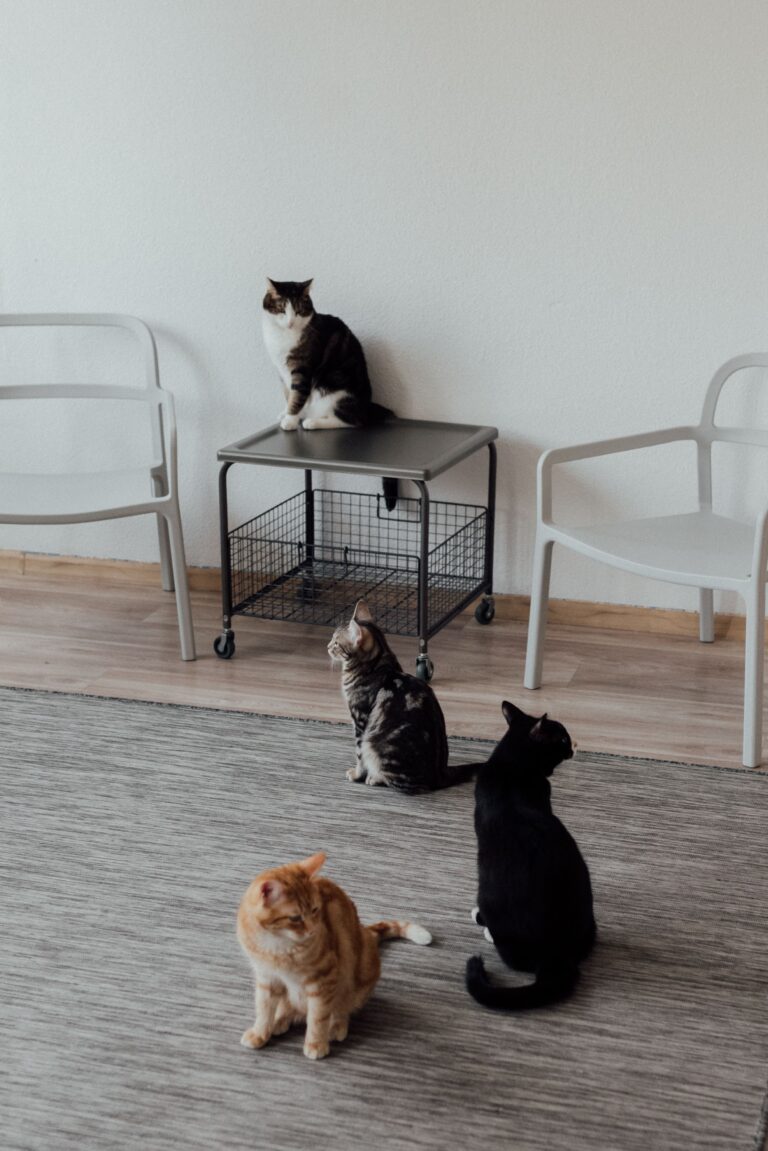 Best Automatic Litter Boxes in Canada: PETKIT vs PetSafe vs Neakasa